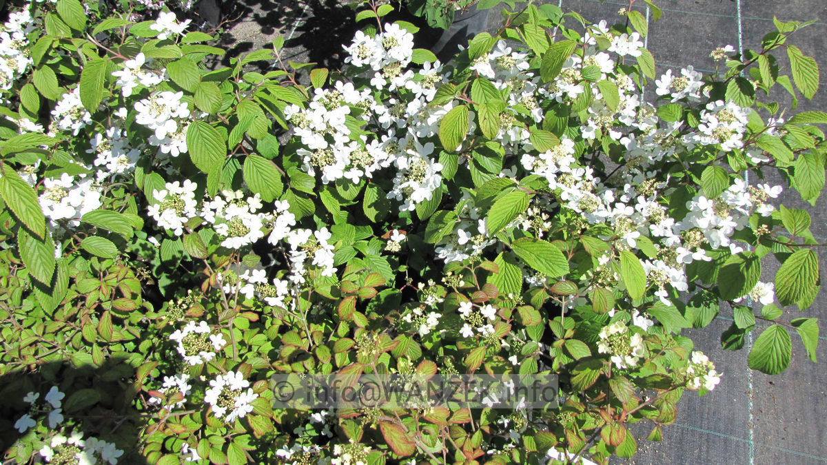 Viburnum plicatum Cascade 09.JPG